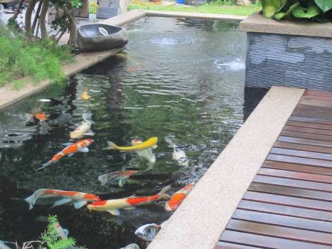 Hồ cá Koi