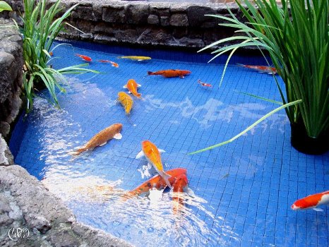 Hồ cá Koi